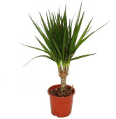 Драцена 11-12/45 см