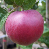 Яблоня Спартан/подвой семенной/С