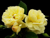 Роза почвопокровная Зоненширм, Rosa (S) Sonnenschirm (Broadlands), 7 л