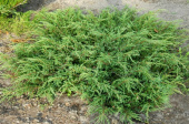 Можжевельник обыкновенный (Juniperus communis Repanda C2 20-30)