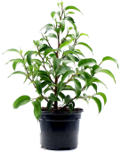 Фикус Бенджамина смесь,D9 H10см