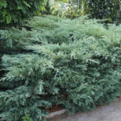 Можжевельник виргинский (Juniperus virginiana Hetz) C2 30-40