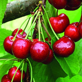 Черешня Итальянка 2-х лет/клоновый подвой/С