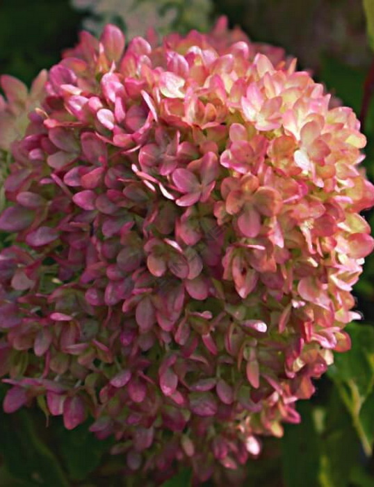 Hydrangea macrophylla 'Pimpernel' (classic)