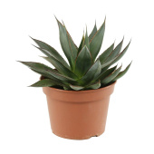 Агава D21см H40см