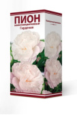 Пион молочноцветковый Гардения 2-3/К