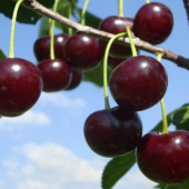 Вишня Прима/ЦКор