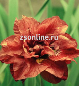 Ирис сибирский Ригамароле (махровый, цветки, нежно-розовые с темно-малиновыми штрихами, 1шт, I)