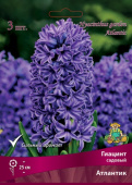 Гиацинт садовый Атлантик 14-15/К 3шт