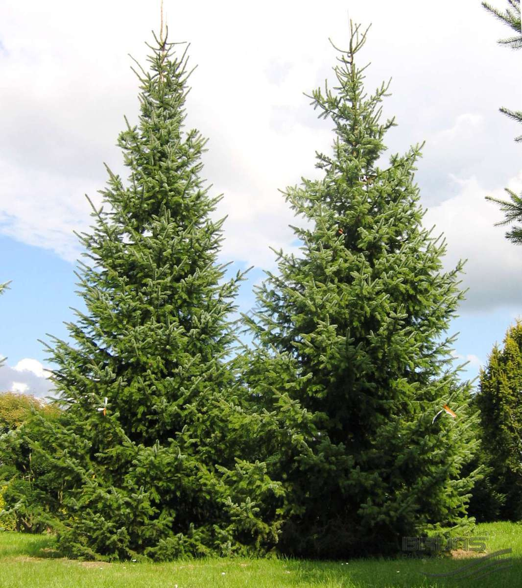 Фото и название ели. Ель Сербская Picea omorika. Ель Сербская Пицея Оморика. Ель Сербская Picea Оморика. Пихта Оморика.