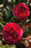 Роза английская Отелло C 7, 30-40 см