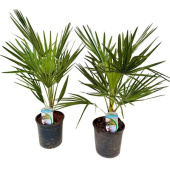 Хамеропс D15