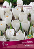 Крокус крупноцветковый Айс Квин 7-8/К 10шт
