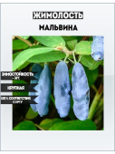 Жимолость съедобная Мальвина (С2)