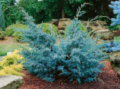 Можжевельник китайский (Juniperus chinensis Blue Alps) 25-30 см, C 2л