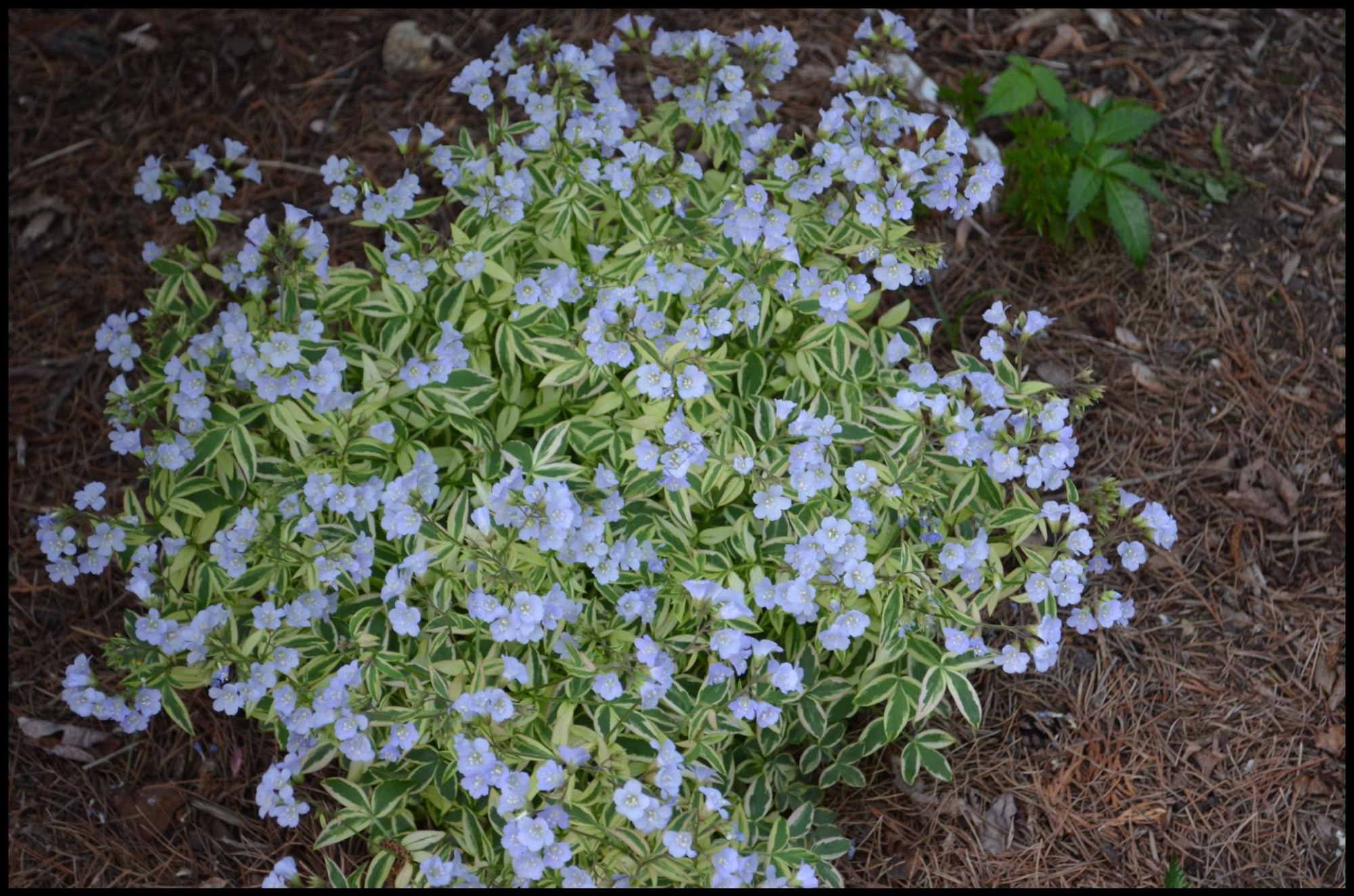 Синюха ползучая, Polemonium hybride Stairway to Heaven, нежно-голубой, h-30  см, 1 л - Зеленая страна - Больше идей для дома и сада