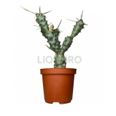 Тефрокактус D9см H20см