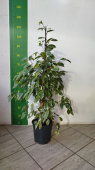 Фикус Бенджамина 21/115