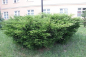 Можжевельник средний Минт Джулеп (С3, 20-30)