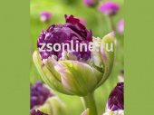Тюльпан Paeonia 1, 71013, 1 шт