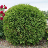 Туя западная (Thuja occidentalis Woodwardii) С3 20-30