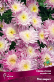 Хризантема корейская Метеорит/К