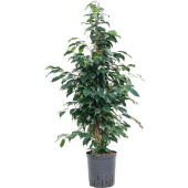 Фикус Бенджамина Экзотик 21/110