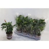 Гибискус 12/40 см