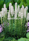 Лиатрис Spicata Alba 10шт 