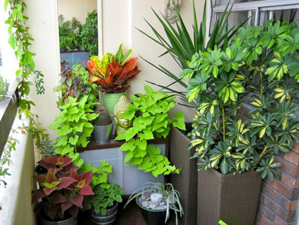 Стильная зелень: 15 самых модных комнатных растений
