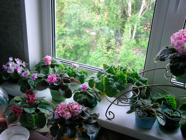 Комнатные растения Горшечные растения в квартирах летом-статья 7, 8.jpg