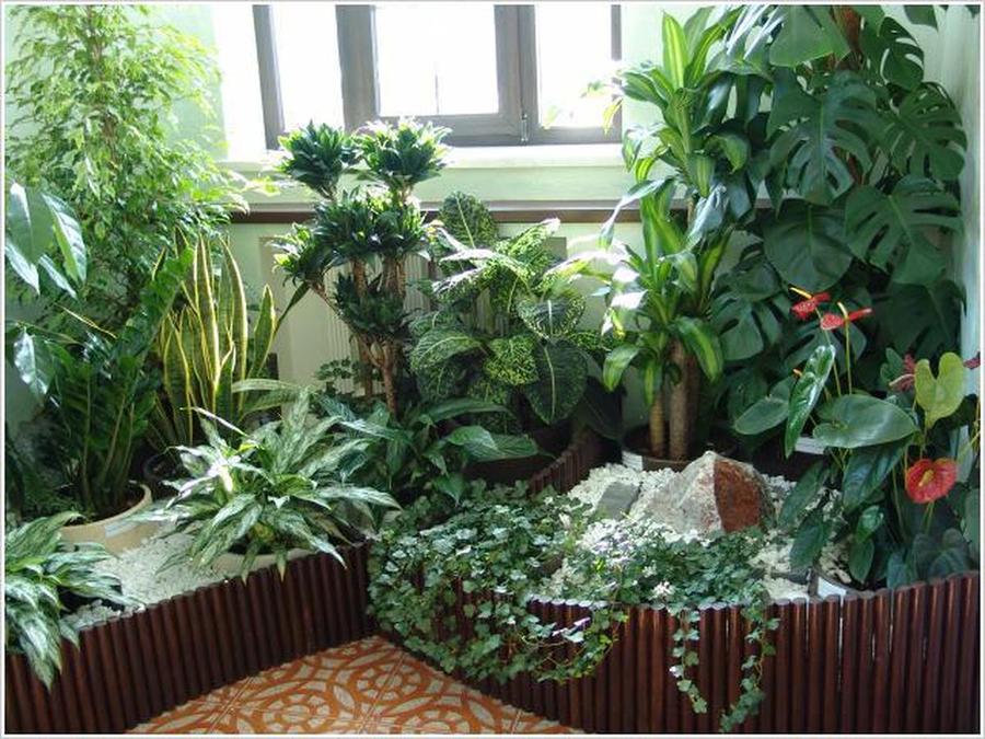 Домашние растения фото оранжереи-статья 4. 6.jpg
