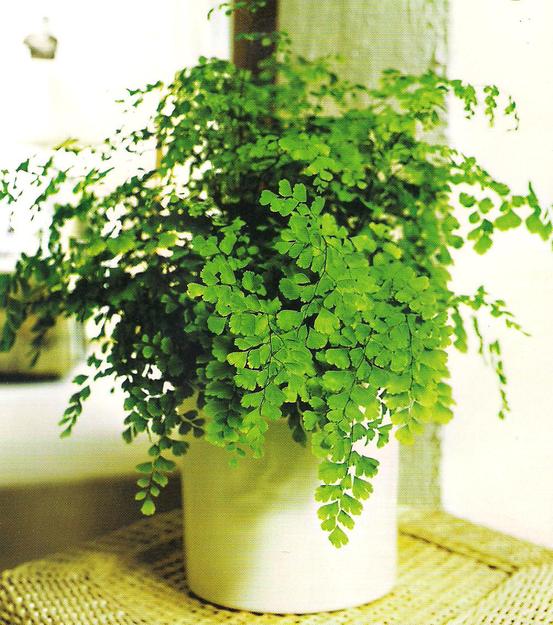 Тенелюбивые комнатные растения адиантум-статья 9.jpg