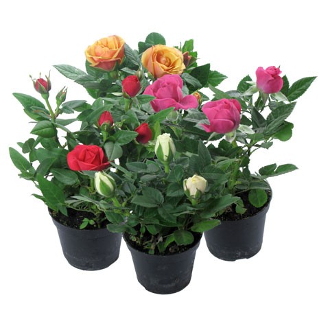 Комнатные растения цветущие миниатюрные розы-статья 14.jpg
