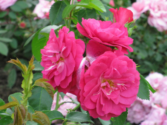 НоменклатураПрисоединенныеФайлы