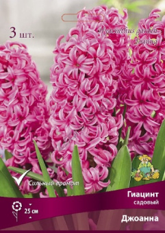 Гиацинт садовый Джоанна 14-15/К 3шт