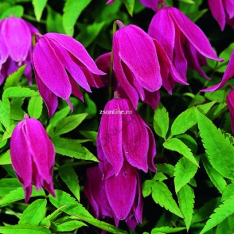 Изображение загружено обработкой по данным файла Excel