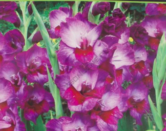 Гладиолус Алфалфа