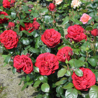 Роза чайно-гибридная Майорка