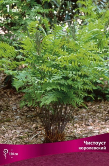 chistous_korolevsky_kaper