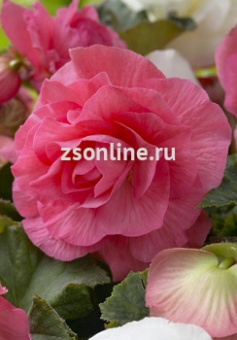 Изображение загружено обработкой по данным файла Excel