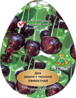 Вишня Эффектная (дюк)/ЦКор