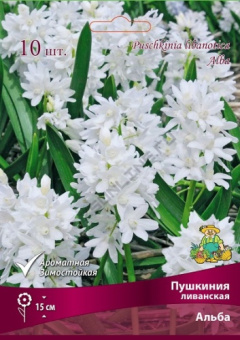 Пушкиния ливанская Альба 6+/К 10шт