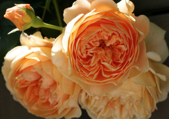 Роза английская парковая Краун Принцесс Маргарет (абрикосово-оранжевый)