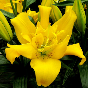 Лилия Азиатская махровая Сандью