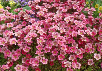 Камнеломка Арендса Пикси Роуз (Р9) (розовый)