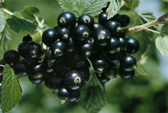 Смородина черная Изюмная (С2) (ранний)