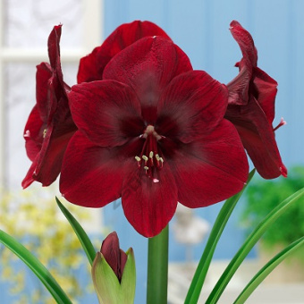 Амариллис простой Премьер*/К