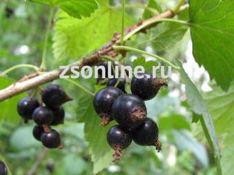 Изображение загружено обработкой по данным файла Excel