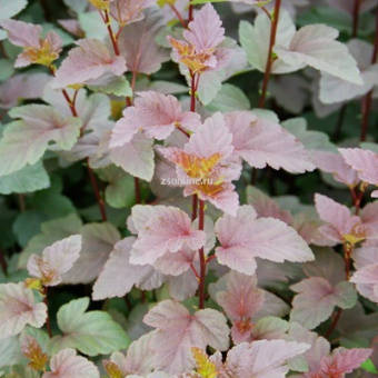 Изображение загружено обработкой по данным файла Excel